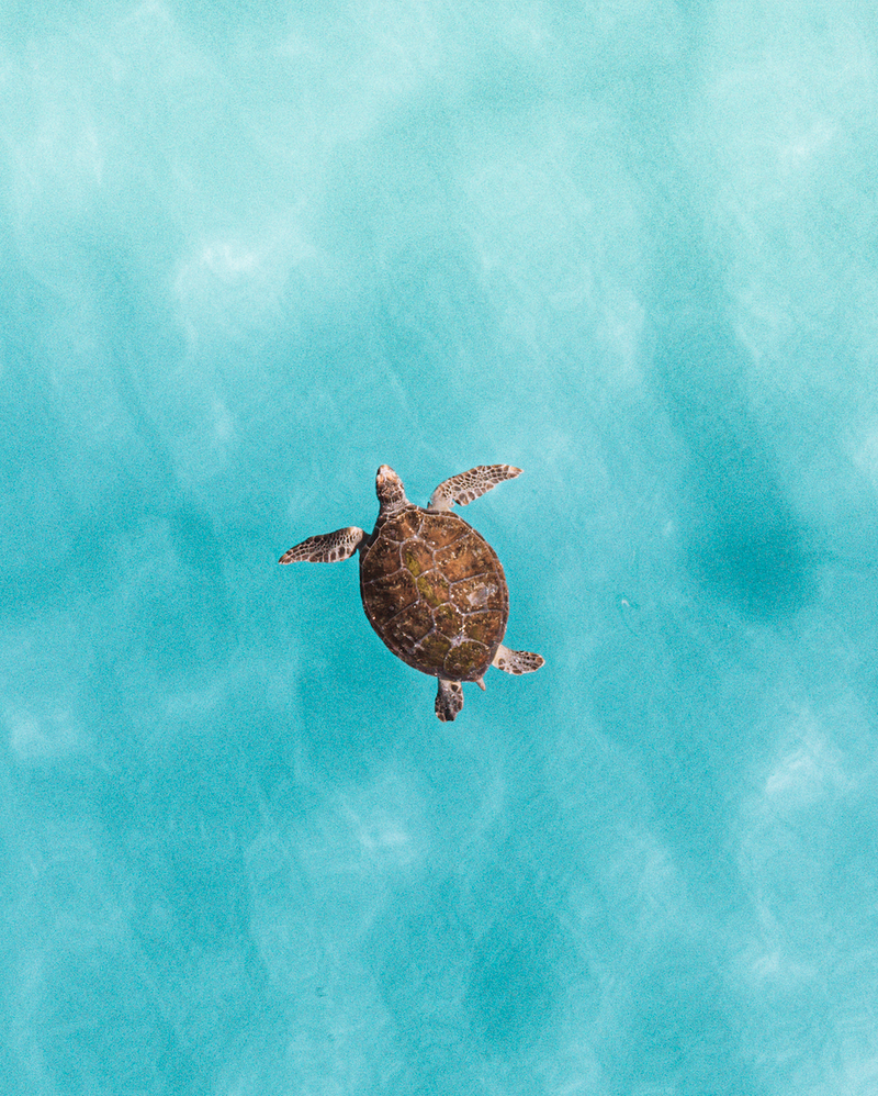 インテリアポスター「Surface Sea Turtle」